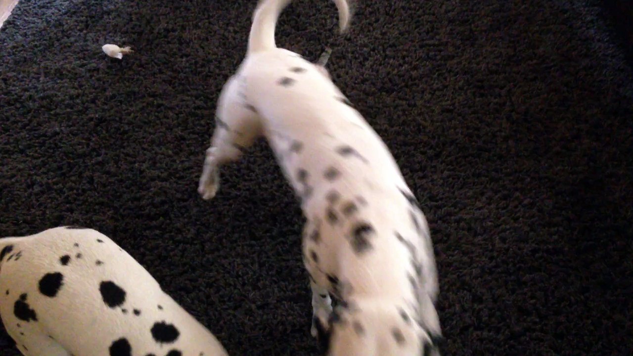Kitten repeatedly pounces on playful Dalmatian's tail