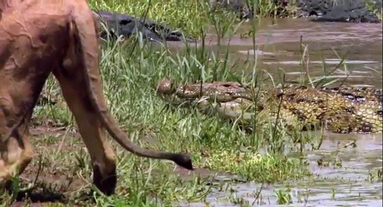 African Cats_ Earning His Keep - Clip - YouPlay _ Pakistan's fastest video portal