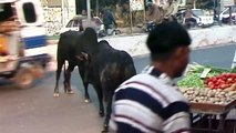 Two indian cows(bulls) fight accident in Varanasi