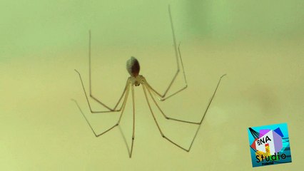 Spider Focused Video