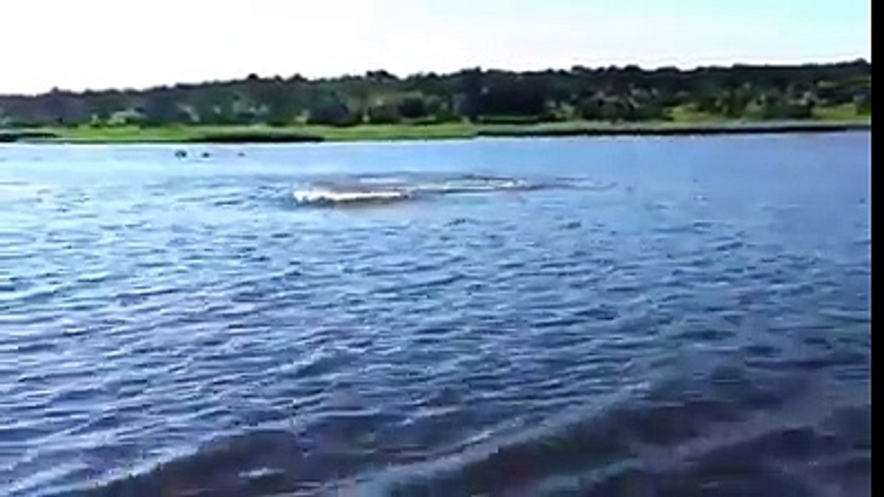 A Giant Hippo caught on camera