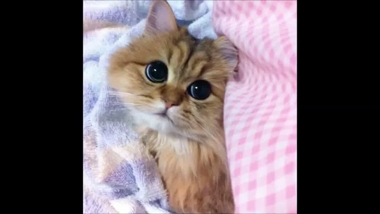 Funny Cats - Funny Animal Videos_ Funny Cats Videos - Funny Animals 2015