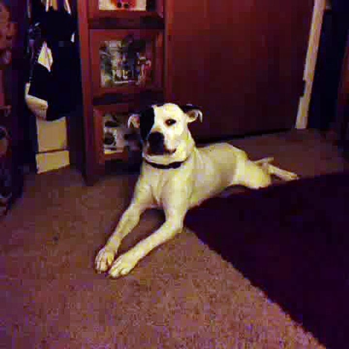 le plus triste des chiens