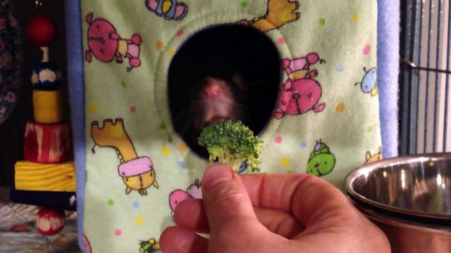 Ce rat n'aime pas les brocolis