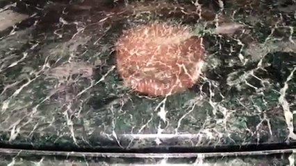 marble polishing Sunny Isles