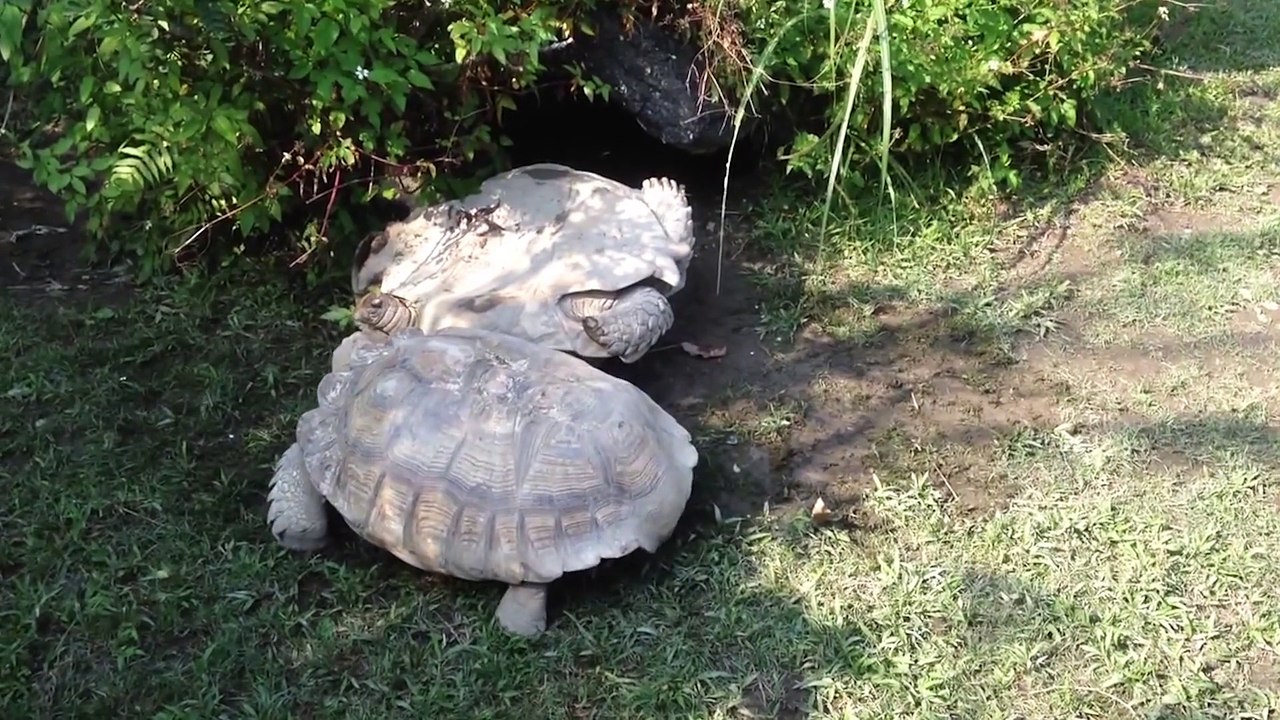 Drunk Turtle Is Drunk | Help From A Friend