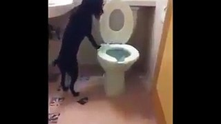 Wise Dog Know How to use toilet !