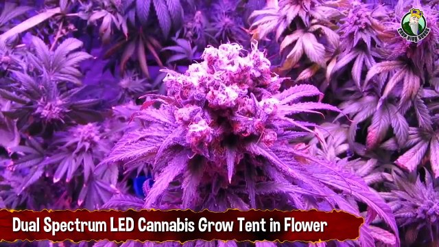 Dual Spectrum LED Cannabis Grow Tent in Flower