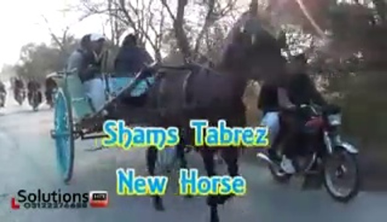 shams tabrez new horse jumma try 16-1-15