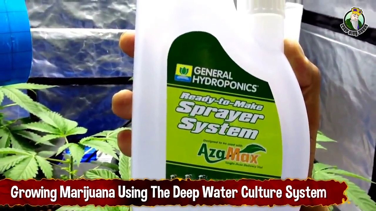 Growing Marijuana Using The Deep Water Culture System (DWC)