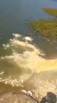 Feed fishes with baby ducklings... Cruel guys!