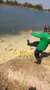 Nourrir des poissons avec des poussins