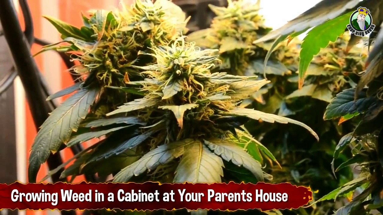 Growing Weed in a Cabinet at Your Parents House - Getting Stoned For Free