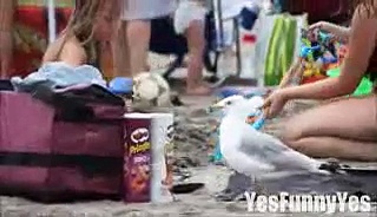Shark Attack Prank 2014