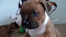 74ème vidéo de chiot staffie de la 18ème portée de Staffordland
