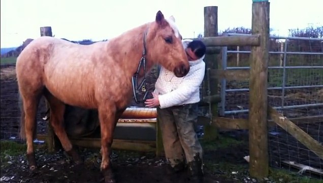 Maxie Quarter Horse gets a beardy trim: HOLLYMOON PEPI McCUE, 2012 Palomino QH filly