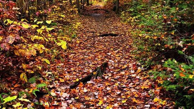 algonquin park ontario camping
