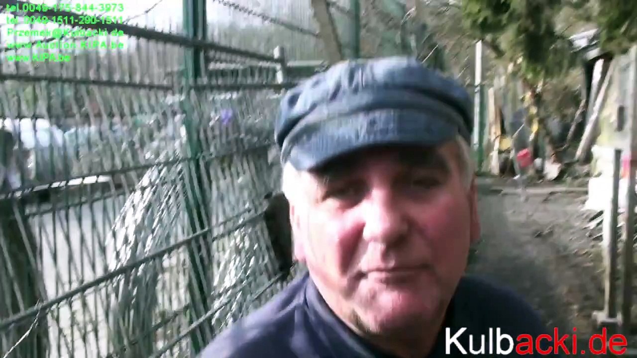 Dolce Still Novo, Olympijczyk & Andalusja BRIEFTAUBEN RACING PIGEON GERMANY CHAMPION KULBACKI