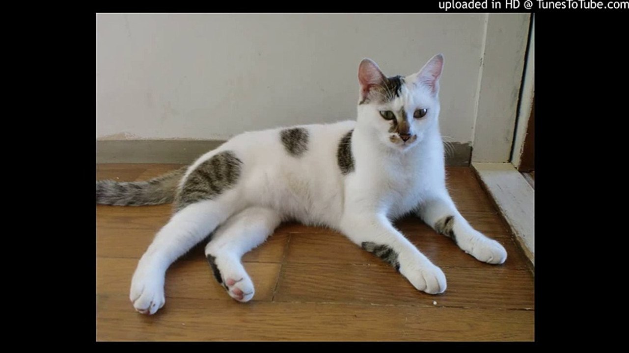 前奏曲第1番ハ長調/Prelude No. 1 C-dur, BWV 846/Johann Sebastian Bach/ピアノ 高橋丈太郎