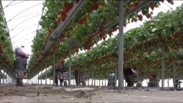 Topraksız Çilek Üreticinin Yüzünü Güldürüyor
