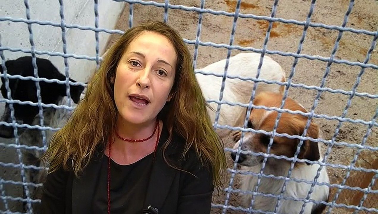 LEX: ddl su trasporto volontario di animali di affezione - Paola Taverna - MoVimento 5 Stelle
