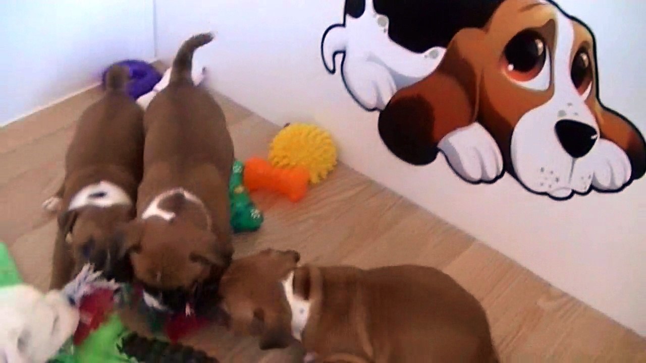 80ème vidéo de chiot staffie de la 18ème portée de Staffordland
