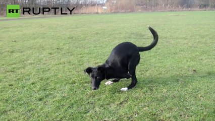 Este cachorro supera la amputación de dos patas caminando como un canguro