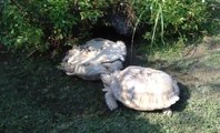 Kaplumbağa, Ters Dönen Eşinin Hayatını Kurtardı
