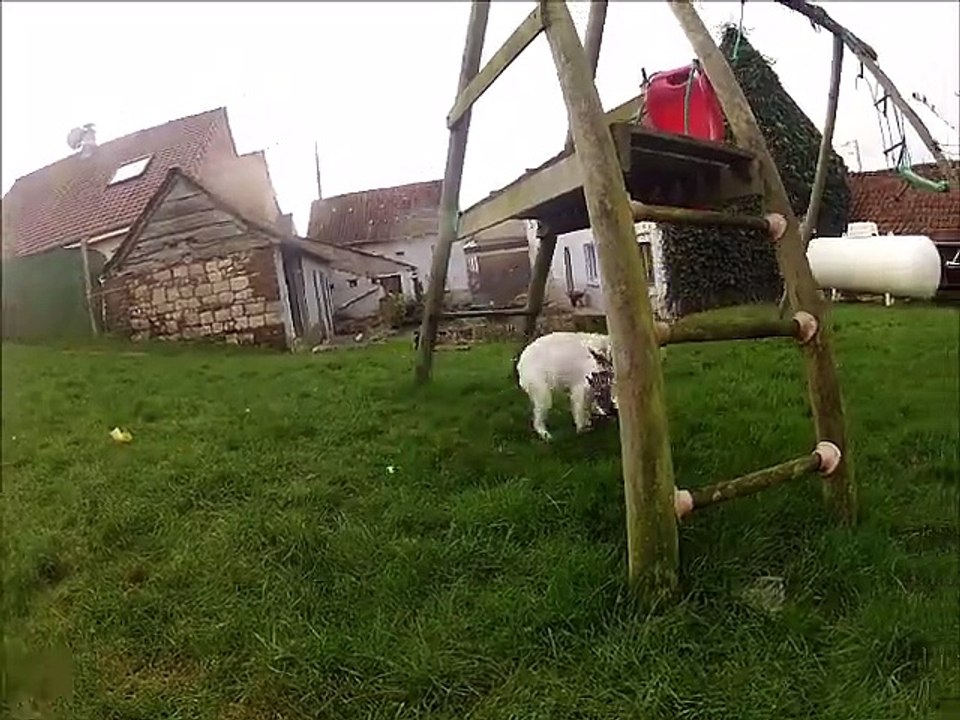 premiére mise en présence de gibier pour ma setter anglais Joy de la plume du pévèle