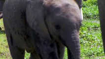 baby elephant rescued by her Grandmother