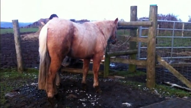 Maxie Quarter Horse, tail brush & leading: HOLLYMOON PEPI McCUE, 2012 Palomino QH filly