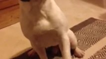 French Bulldog learns to ring bell for treats