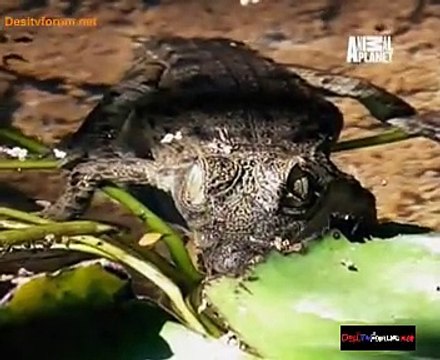 Animal Planet Safari 20th January 2015 Video Watch Online Pt3