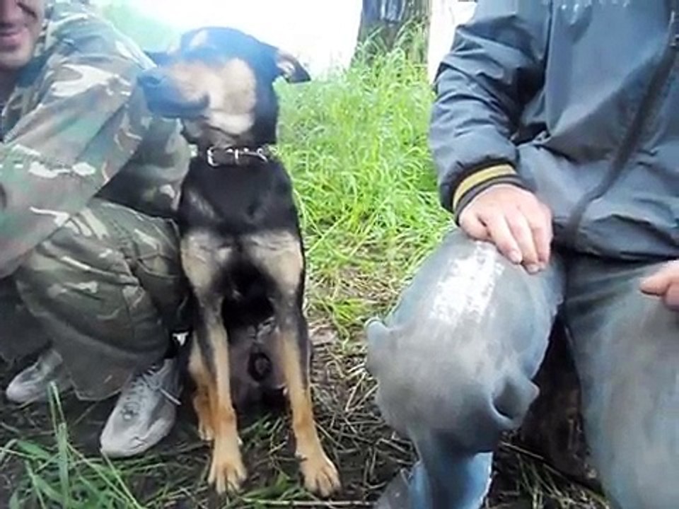 Ce pauvre chien a une terrible envie de dormir ...