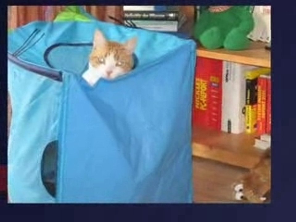 Katzenfilm_0001