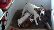 82ème vidéo La maman et ses petits chiots staffie de Staffordland