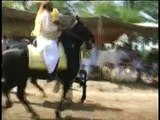 Hazrat Sultan Muhammad Ali Sahib and Ustaad Zaman Shah Sahib riding the most famous Horses Nageena (late) and Mastaana (3)