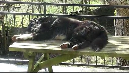 les pattes de mon chien fument