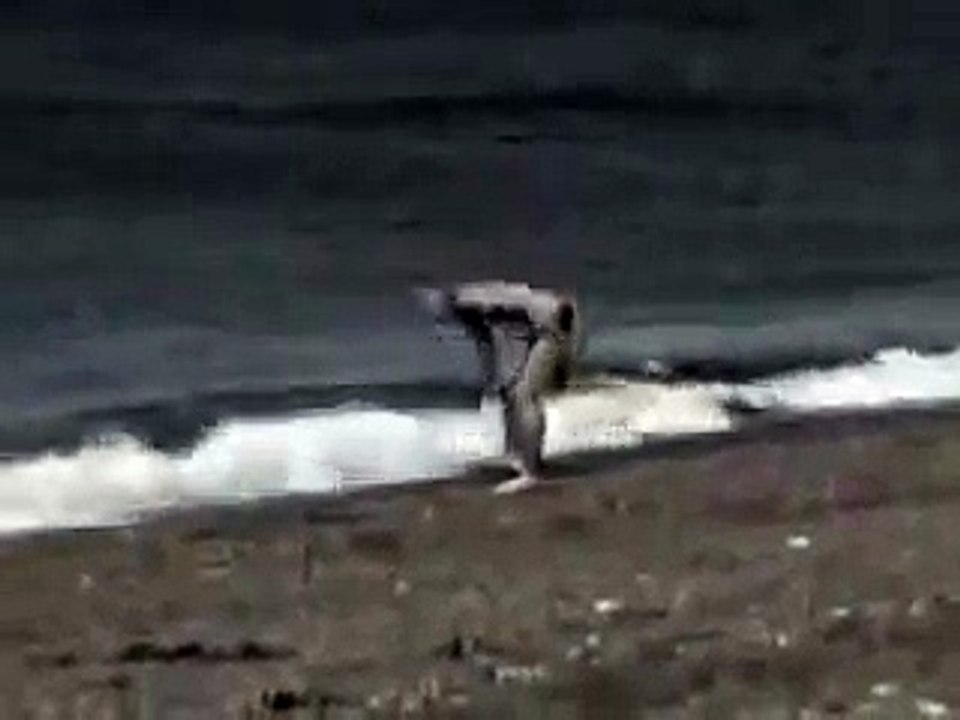 attaque d'un orque