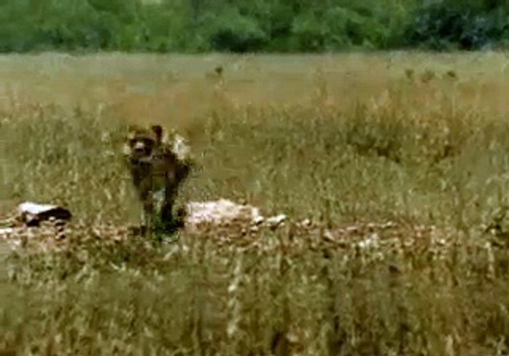 Pub Charal (Gazelle)