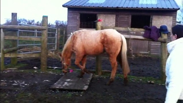 Maxie Quarter Horse walks the door: HOLLYMOON PEPI McCUE, 2012 palomino QH filly