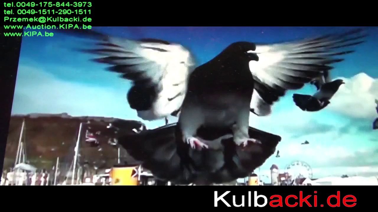 originale Gaby Vandenabeele Dirk van Dyck Gerard Koopman from the best pairs in Netherlands