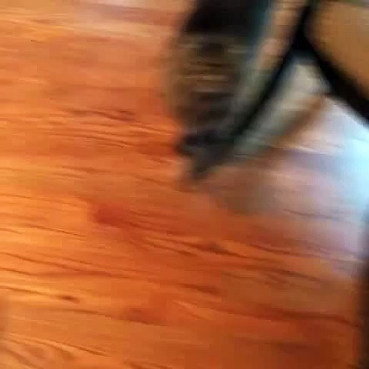 cat vine