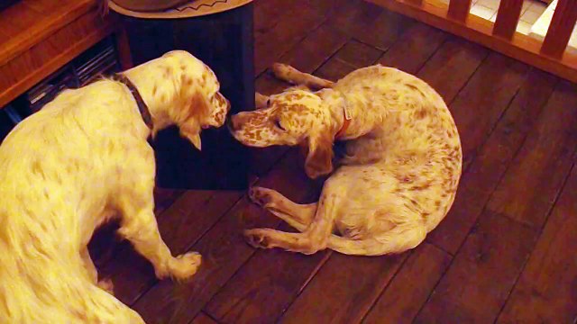 Setters anglais : chiens de compagnie