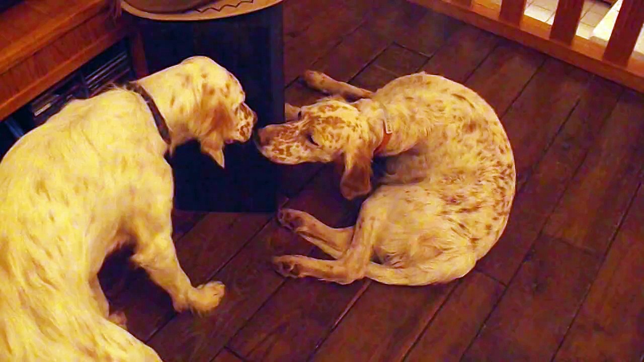 Setters anglais : chiens de compagnie