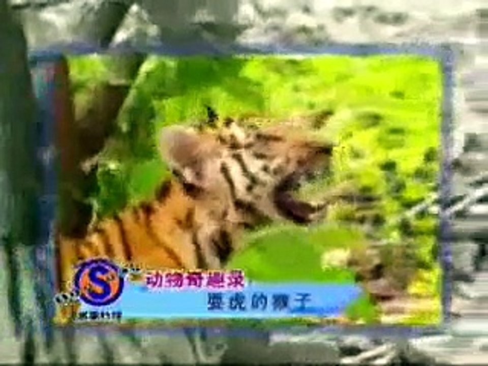 Singe vs Tigre