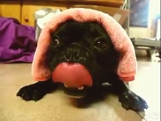 É um cachorro ou um motor de carro?