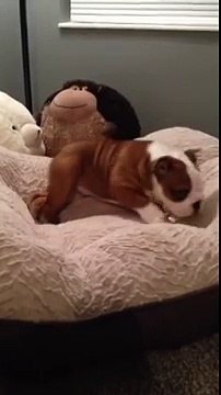 Un chien content de son nouveau lit