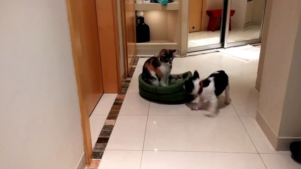 Tierna pelea entre un bulldog francés y un gato por recuperar su cama