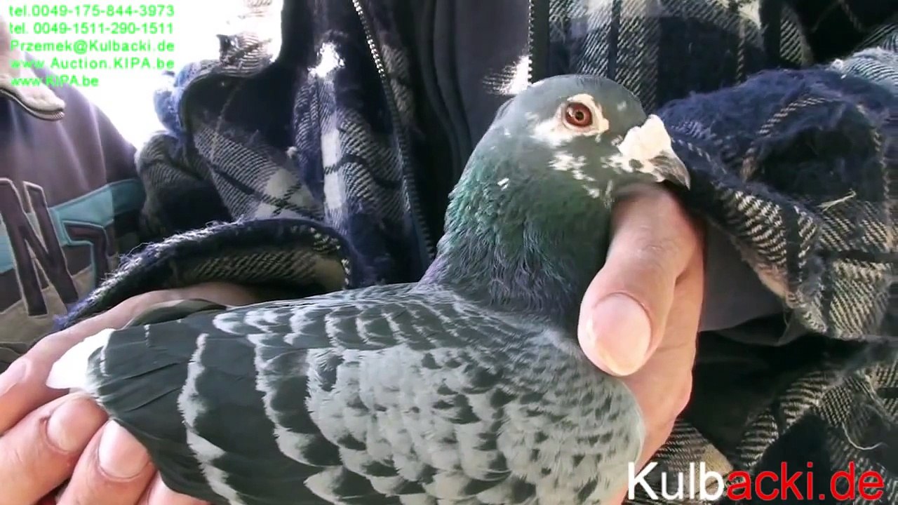 1) Champion KULBACKI in Bratislava Słowacja 10-11-2014 RACING PIGEON STUD- Hodowla Gołębi